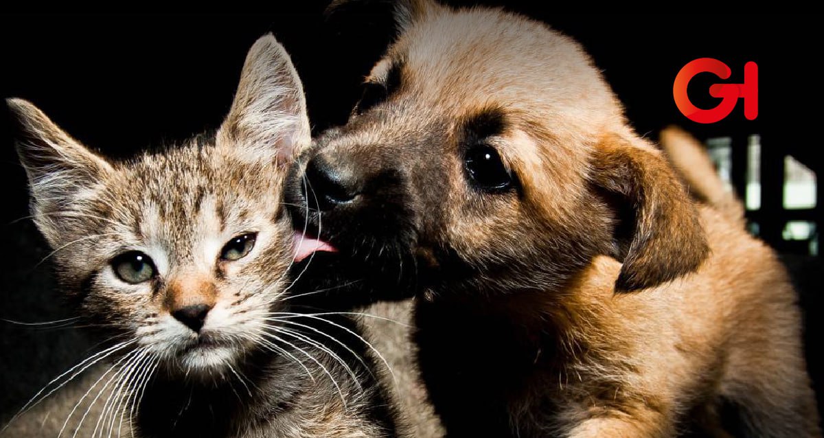 Hidalgo reconoce por ley a los animales como seres que sienten