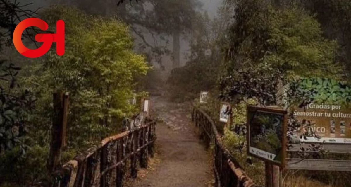Gusano descortezador devasta el 20% del Parque Nacional del Chico