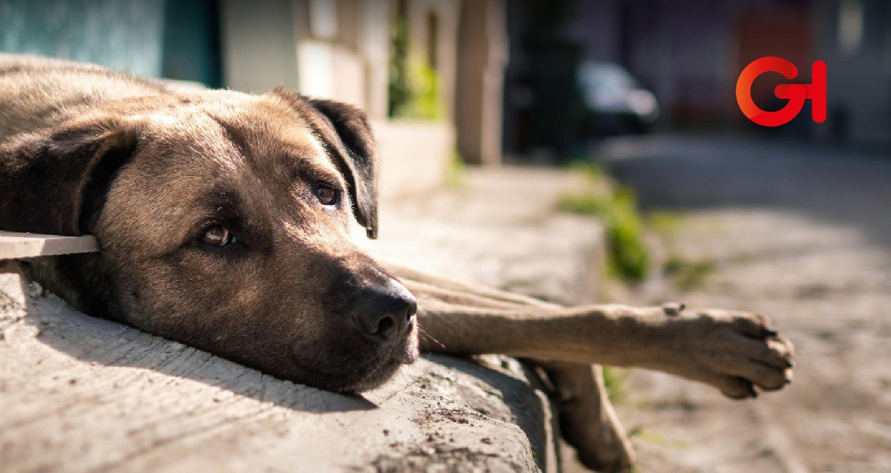 ¿Hasta cuándo? maltrato animal en Mineral de la Reforma genera revuelo