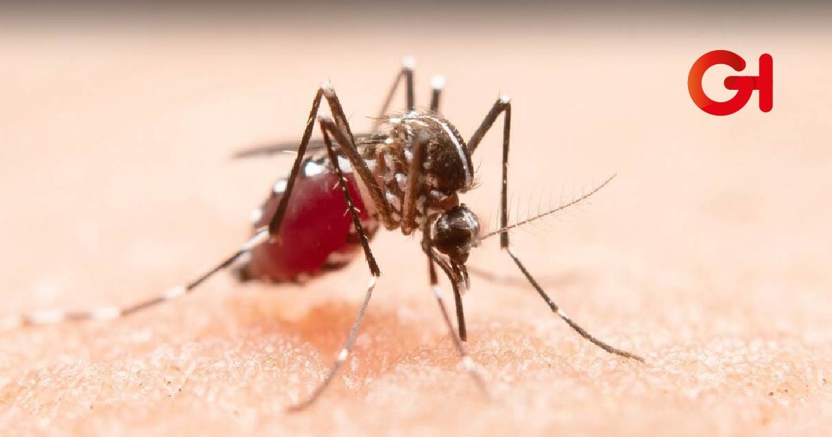 Aumento de mosquitos en la Huasteca