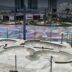 Nuevo Skate Park en Hidalgo elevará el nivel competitivo de patinadores locales