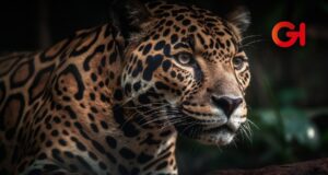 Congreso de Hidalgo busca declarar el 7 de septiembre como Día del Jaguar para proteger la especie