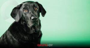 Mito del perro negro