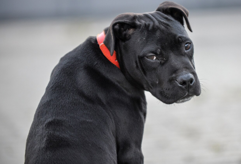 Perros negros 