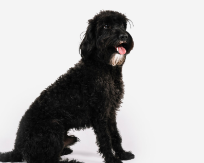 Perros negros 
