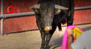 Prohibición taurina en Hidalgo se encuentra en pausa: Solo se ha avanzado un 30% en su análisis
