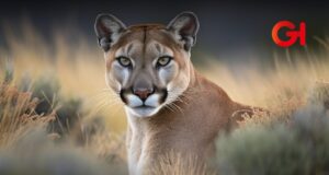 ¡Qué poca! Puma maltratado es rescatado por Profepa en Actopan, Hidalgo