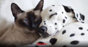 ¡Ya no son “cosas”! Hidalgo ya reconoce a los animales como seres que sienten
