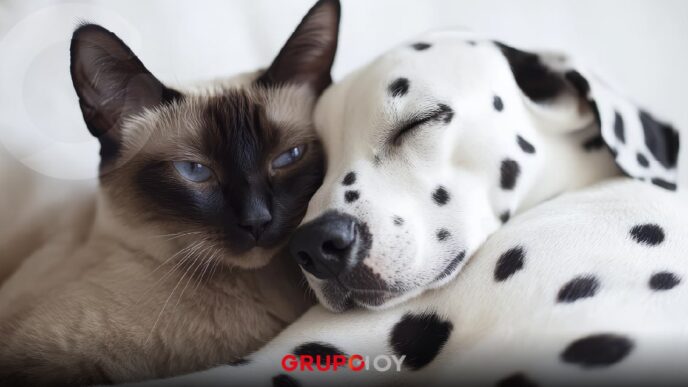 ¡Ya no son “cosas”! Hidalgo ya reconoce a los animales como seres que sienten