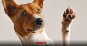 ¡Por lomitos felices! Estudiantes de la UPH crean prótesis y sillas para perros con conciencia ecológica