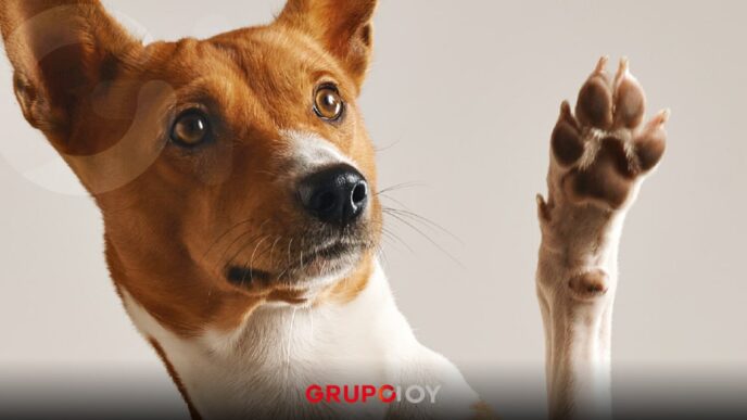 ¡Por lomitos felices! Estudiantes de la UPH crean prótesis y sillas para perros con conciencia ecológica