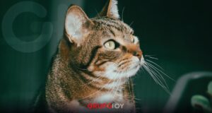 Día Mundial del Gato historia