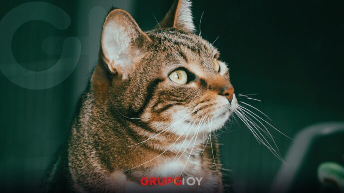 Día Mundial del Gato historia