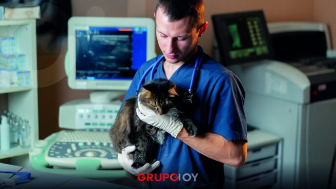 atención veterinaria Hidalgo