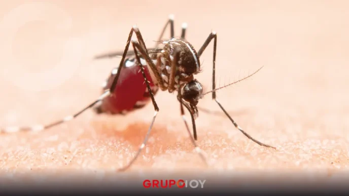 Dengue en Hidalgo