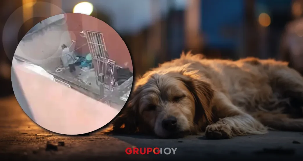 maltrato animal en Pachuca