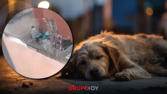 maltrato animal en Pachuca