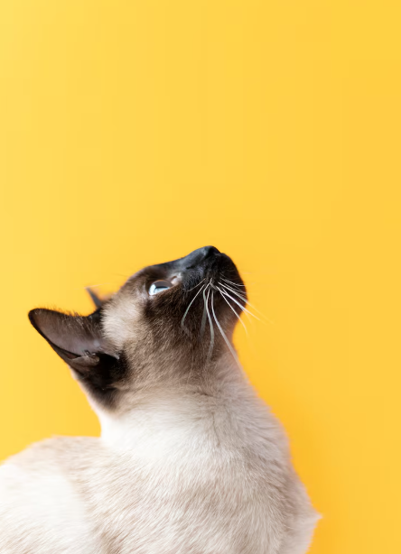 Día Mundial del Gato historia