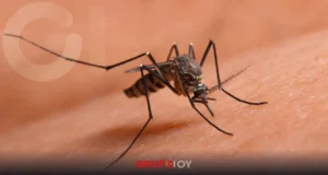 dengue clásico en la Huasteca