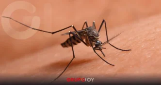 dengue clásico en la Huasteca