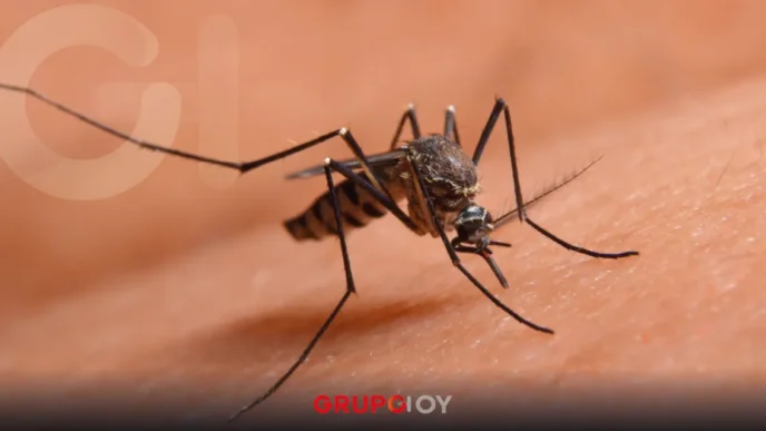 dengue clásico en la Huasteca