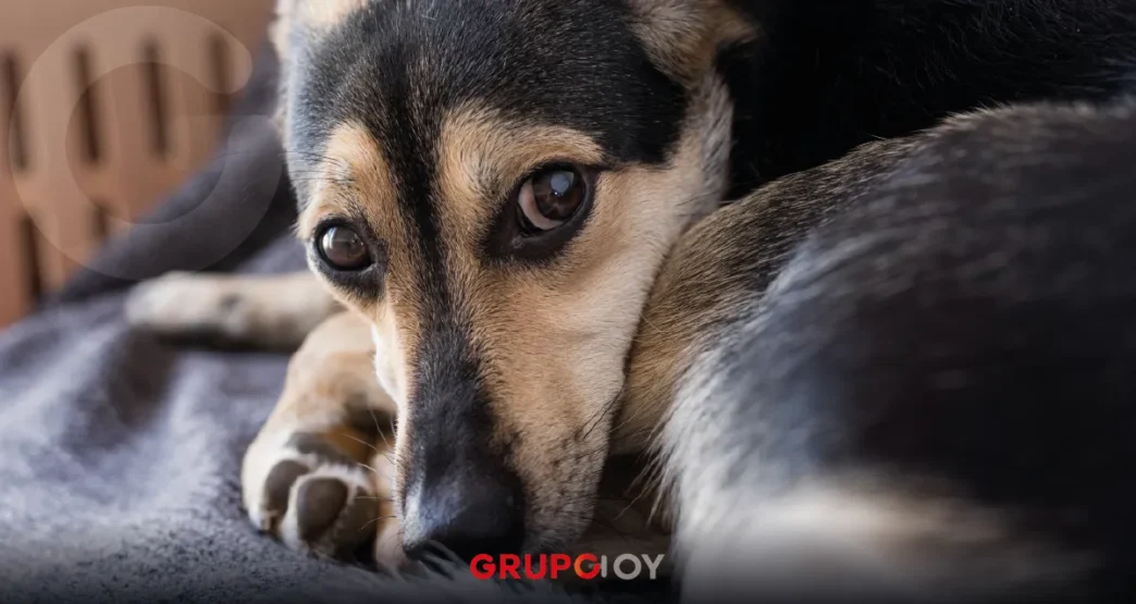 Vecinos denuncian envenenamiento de perros en Atitalaquia, Hidalgo