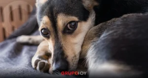 Vecinos denuncian envenenamiento de perros en Atitalaquia, Hidalgo