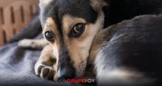 Vecinos denuncian envenenamiento de perros en Atitalaquia, Hidalgo