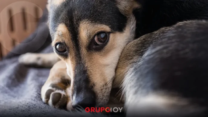 Vecinos denuncian envenenamiento de perros en Atitalaquia, Hidalgo