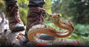 Ingeniero muere por mordedura de serpiente