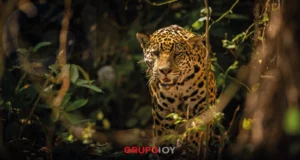 Censo de fauna en Hidalgo revela presencia de 19 jaguares en la Sierra Gorda