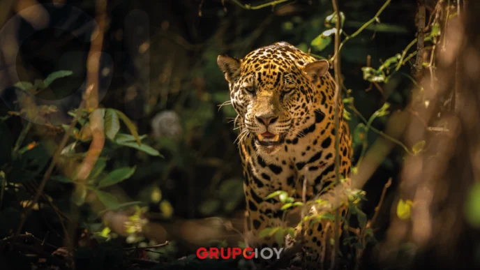 Censo de fauna en Hidalgo revela presencia de 19 jaguares en la Sierra Gorda