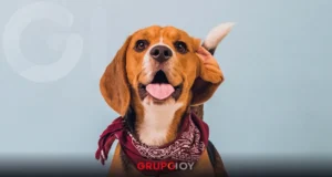 Mineral de la Reforma, primer municipio Pet Friendly en Hidalgo