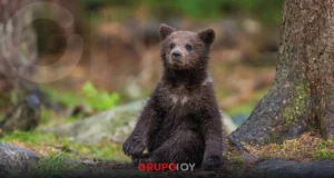 Trasladan a la osa Mina, en grave estado de salud, del zoológico La Pastora a Hidalgo