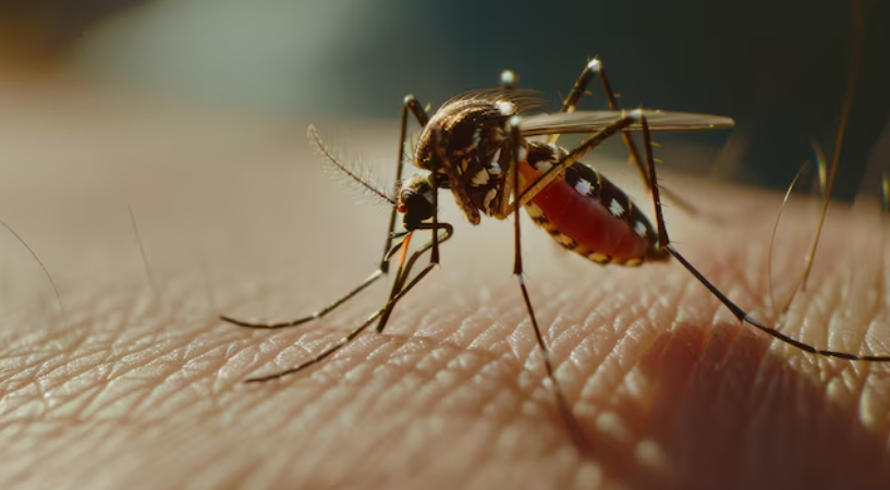 dengue clásico en la Huasteca