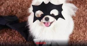 Convocan a concurso de disfraces para mascotas en Pachuca