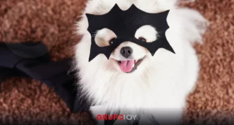 Convocan a concurso de disfraces para mascotas en Pachuca