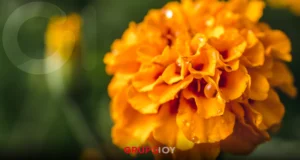 ¡Doxey florece! Todo listo para el Festival de las Flores 2025 con la venta de flores para Día de Muertos