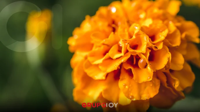 ¡Doxey florece! Todo listo para el Festival de las Flores 2025 con la venta de flores para Día de Muertos