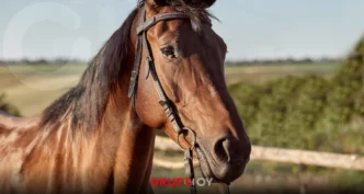 Rescatan a caballo con heridas por maltrato animal en Mineral de la Reforma, Hidalgo