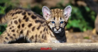 Ocelote es hallado sin vida en Calnali, Hidalgo: Autoridades alertan sobre presencia de fauna silvestre