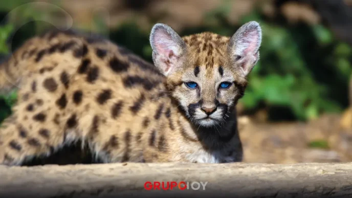 Ocelote es hallado sin vida en Calnali, Hidalgo: Autoridades alertan sobre presencia de fauna silvestre