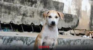 Controversia en Tepeapulco: Circular prohíbe alimentar a perros callejeros en Ciudad Sahagún