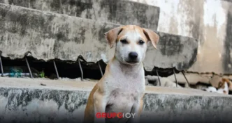 Controversia en Tepeapulco: Circular prohíbe alimentar a perros callejeros en Ciudad Sahagún