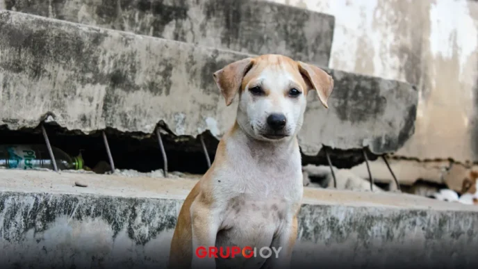 Controversia en Tepeapulco: Circular prohíbe alimentar a perros callejeros en Ciudad Sahagún