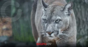 Puma en San Agustín Tlaxiaca genera alerta en comunidad