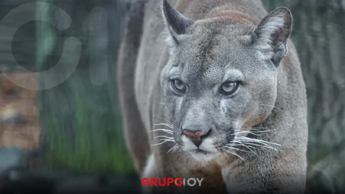 Puma en San Agustín Tlaxiaca genera alerta en comunidad