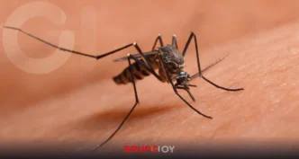 Dengue Hidalgo