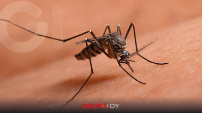Dengue Hidalgo