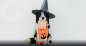 Halloween Run 2025 en Pachuca. La carrera para ayudar a un refugio de animales